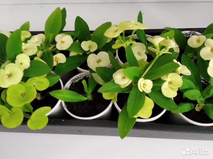 Молочай миля желтая