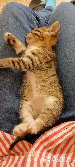 Котёнок в добрые руки мальчик