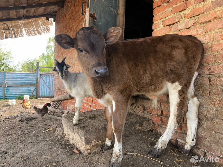 Продам коров, телку, бычка