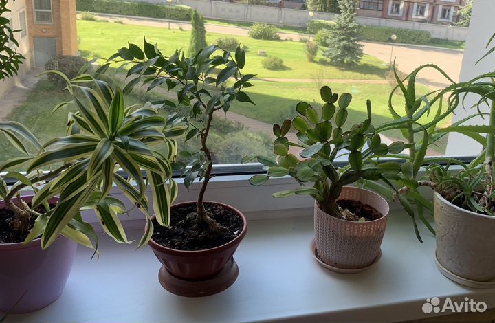 Комнатные растения