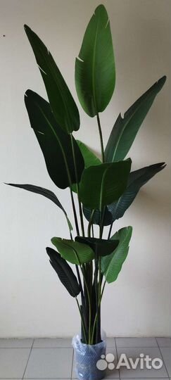 Банановое дерево матовое