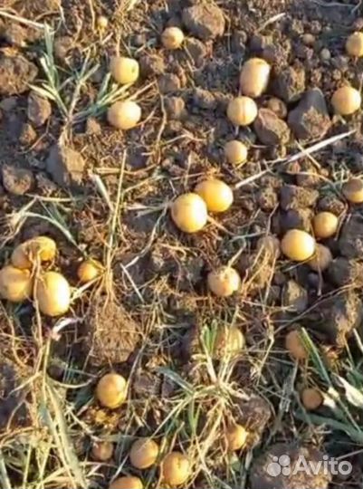 Фермерские продукты/картофель