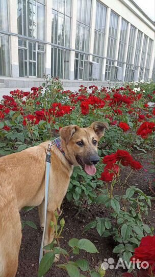 Собачка в добрые руки