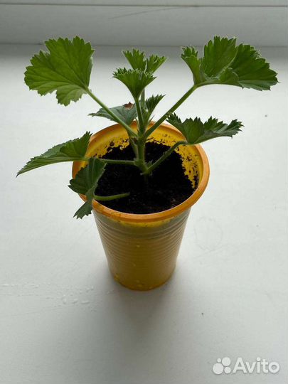 Пеларгония герань