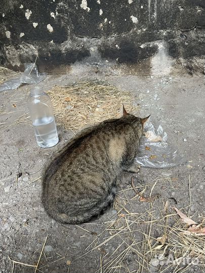 Кошка бесплатно