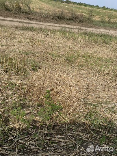 Сено в тюках