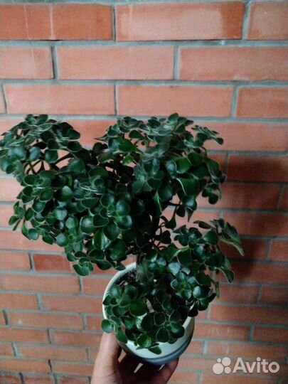 Дерево счастья