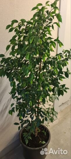 Фикус бенджамина