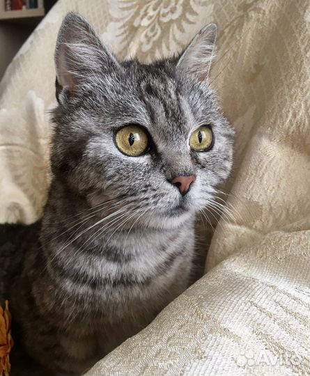 Замечательная кошечка ищет дом
