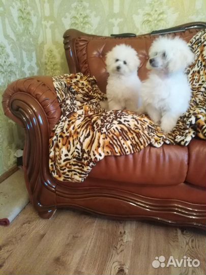 Девочка Красотка Той-Пудель