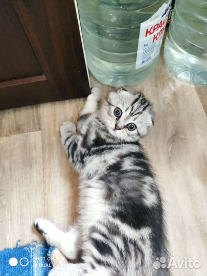 Шотландская