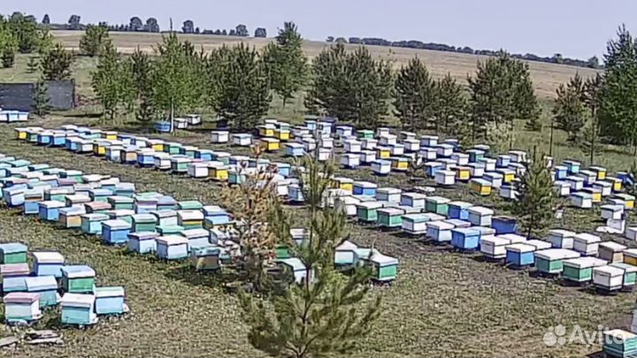 Пчелопакеты, отводки, пчелы, карника