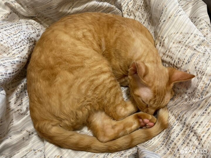 Котята девон-рекс
