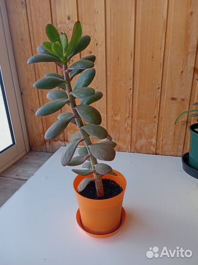 Толстянка денежное дерево