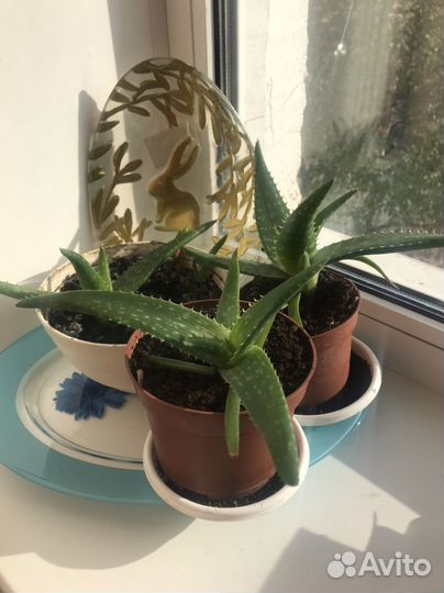 Алоэ столетник лечебный