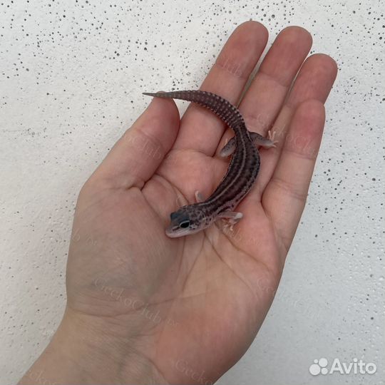 Ручные ящерицы/гекконы/эублефары опт/розница