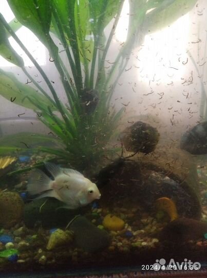 Аквариумные рыбки попугаи