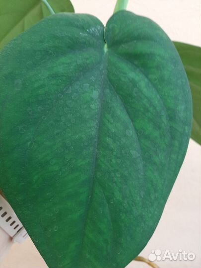 Сингониум макрофиллум