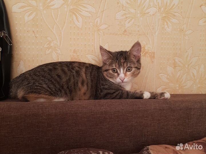 Кошка в дар бесплатно