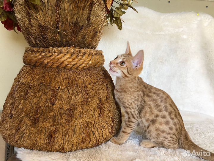 Красивейший котик Оцикет
