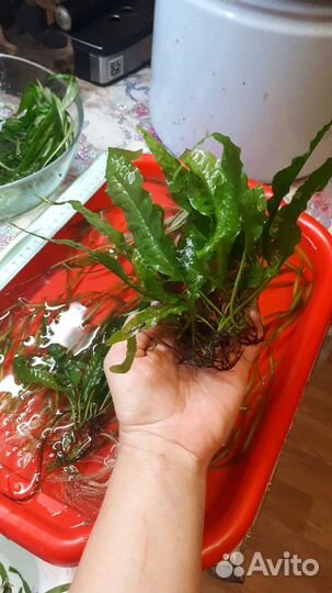 Аквариумное растение, водоросли аквариум