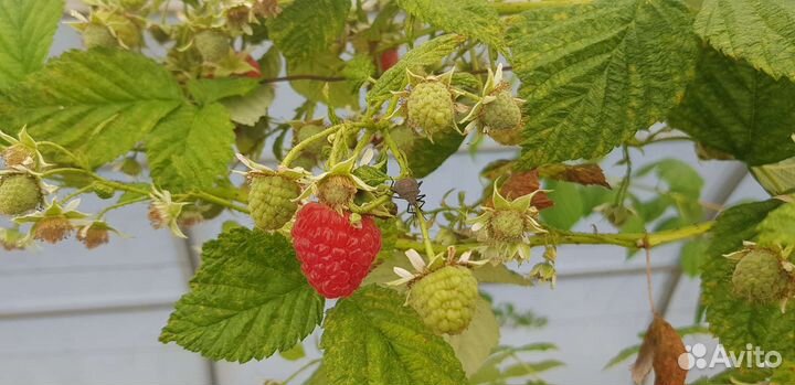 Саженцы малины