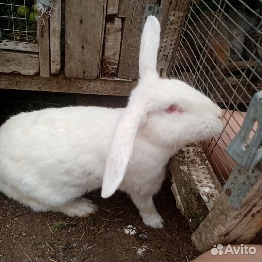 Домашние кролики