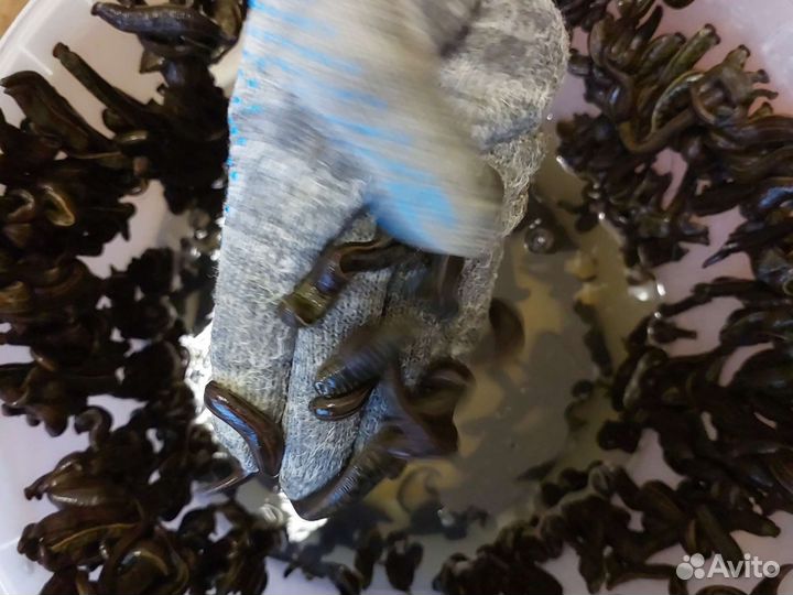 Пиявки медицинские