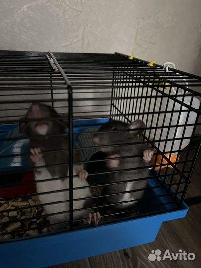 Клетка для грызунов, крыс, хомяков