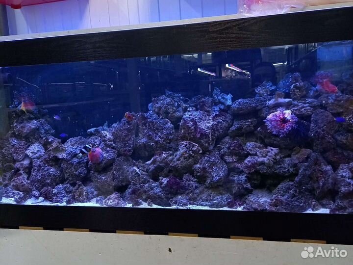 Аквариумные рыбки