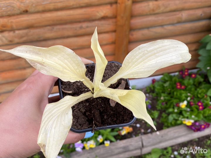 Примула балерина