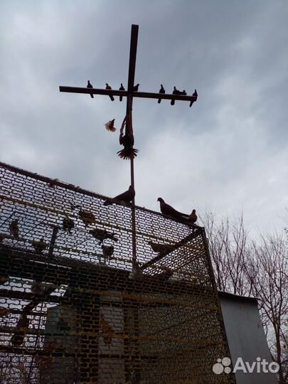 Продажа голубей