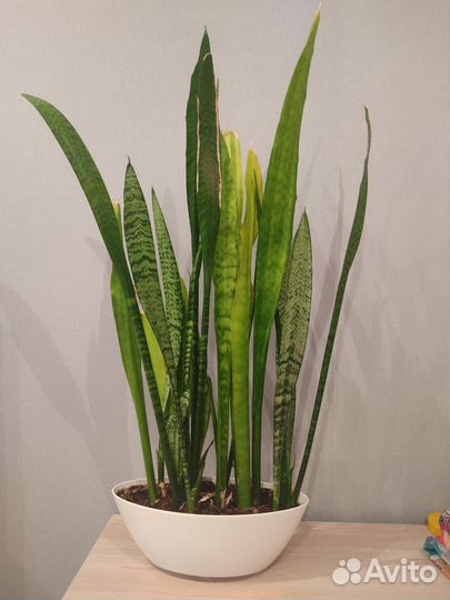 Сансевиерия