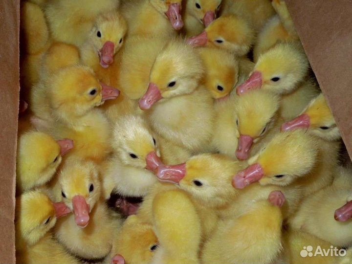 Гуси утки индоутки иуларды