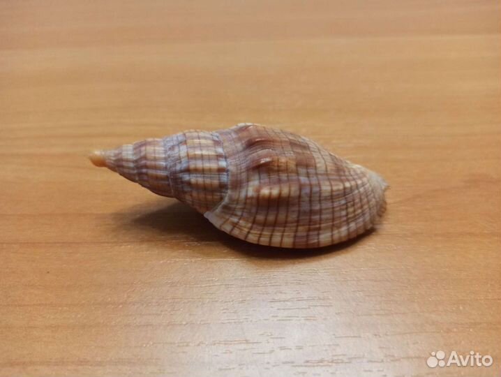 Морская раковина