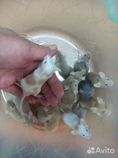 Мыши декоративные