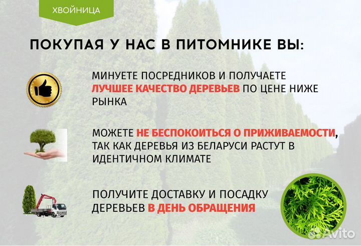 Ель обыкновенная