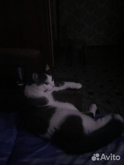 Очень ласковый кот в добрые руки, к лотку приучен