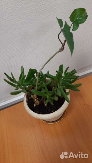 Фиалка, глоксинья, хлорофитум, сингониум, кливия