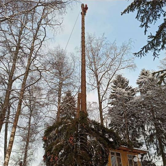 Арборист Вальщик Деревьев