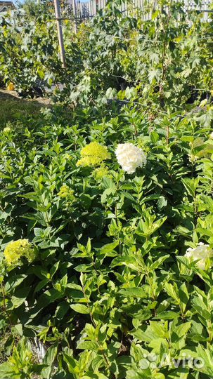 Цветущие гортензии