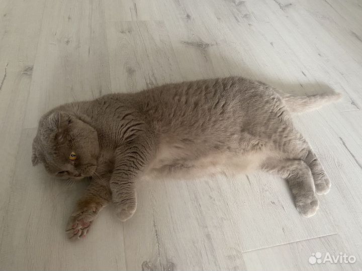 Шотландская вислоухая кошка бесплатно