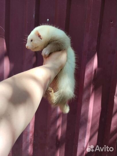 Хорек. Мишка Бу. Доставка. Ветпаспорт