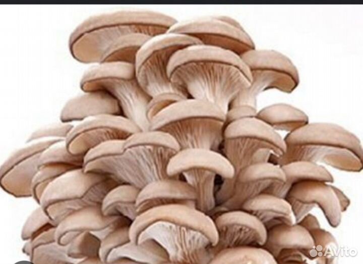 Грибы вешанки свежие