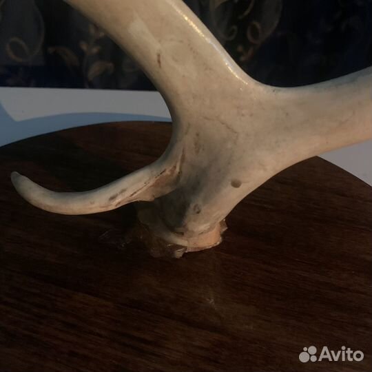 Рога на стену