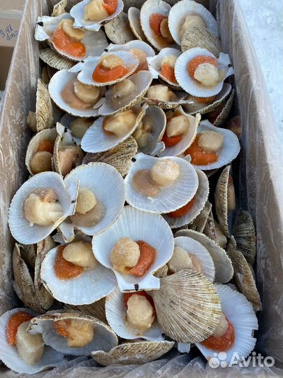 Гребешок на створке