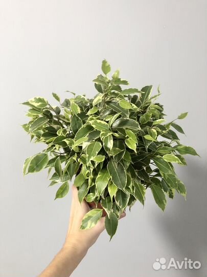 Фикус Бенджамина Кинки