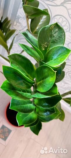 Замиокулькас (долларовое дерево)