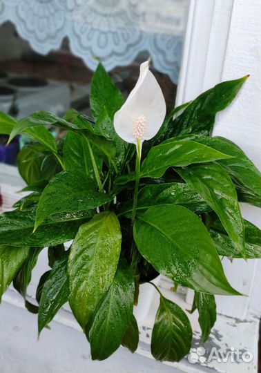 Спатифиллум женское счастье
