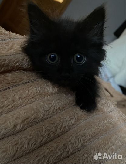 Котенок девочка в добрые руки